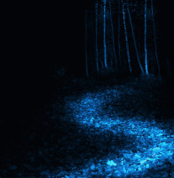 Lightpainting Wald
